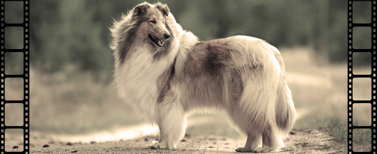 Lassie banner